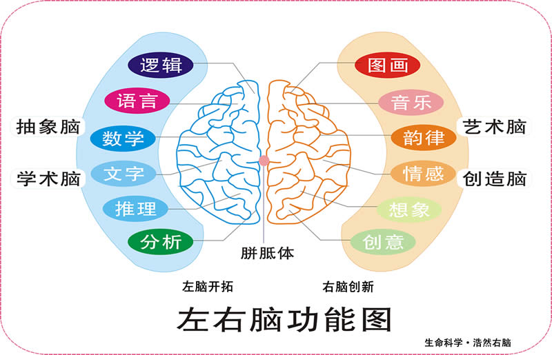 斯佩里左右脑分工